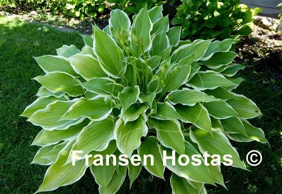 Hosta Spring Break